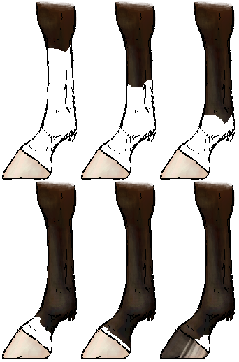 Horsemarkings_legs