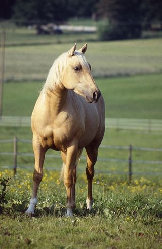 Horse-colour-palomino