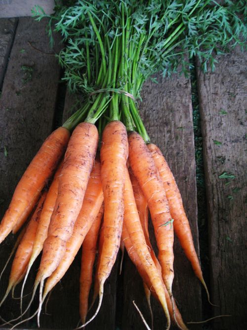 Carrots-horse-feed