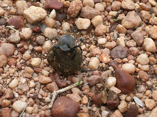 Dung_Beetle