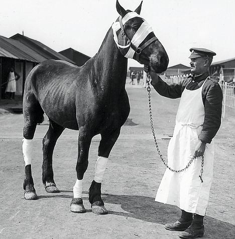 Nelson-war-horse