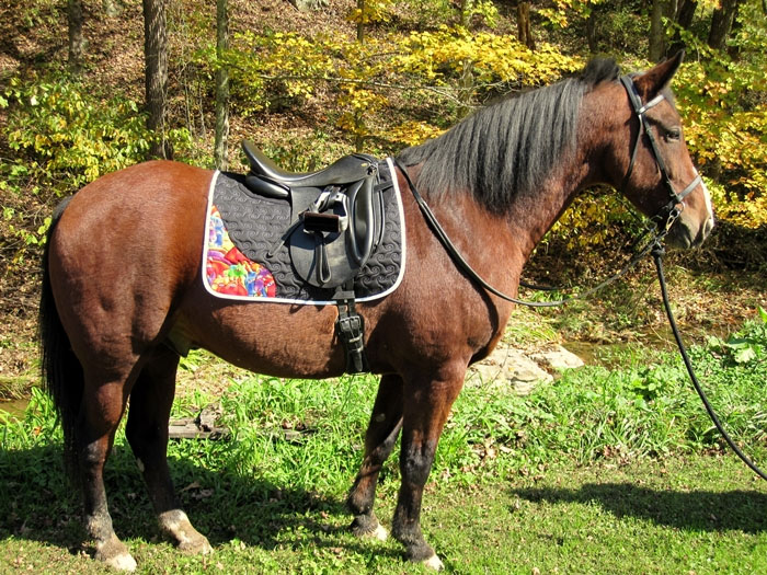 Gilly-wear-saddle-cloth-model
