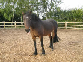 Pippafter_000 Pippafter_000