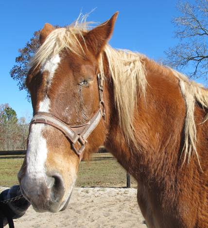 Harley-horse-eye-cancer