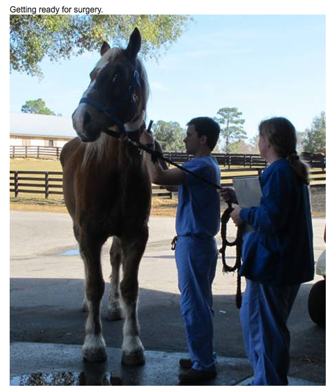 Harly-horse-getting-ready-for-surgery