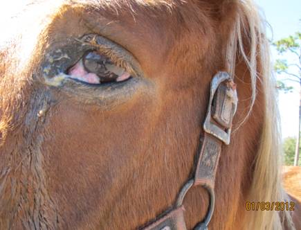 Equine-eye-cancer