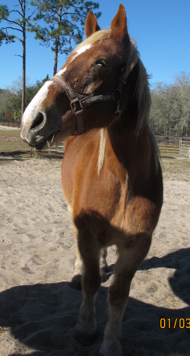 Harley-rescue-horse