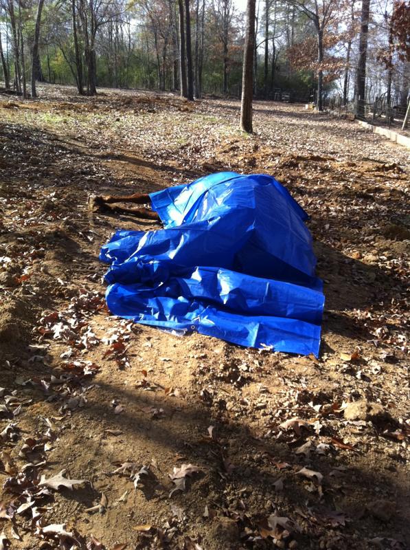 Thoroughbred-dead-tarp-covered-the-many