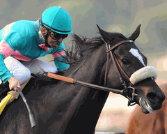 Zenyatta-racehorse
