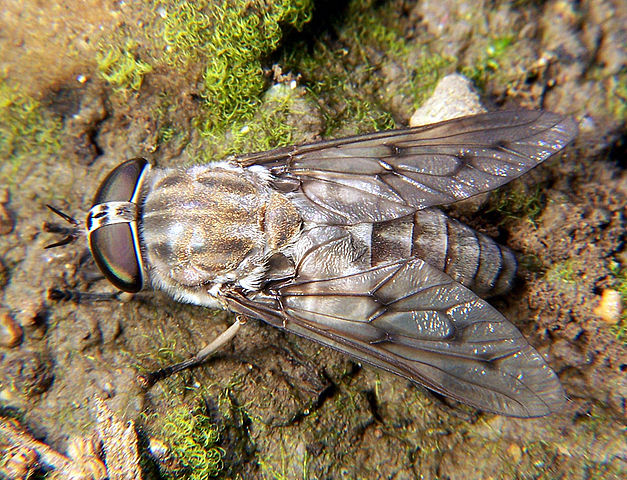 Horse_fly_Tabanus_2