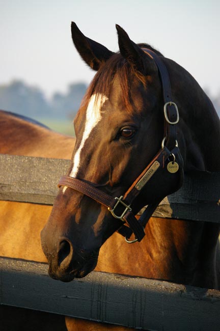 Zenyatta-brood-mare