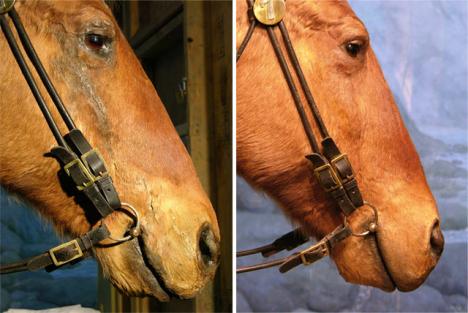 Comanche-before-after