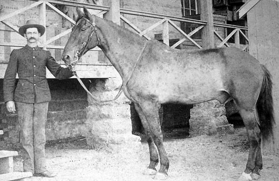 Comanche-horse-little bighorn-survivor-after-wounds-healed