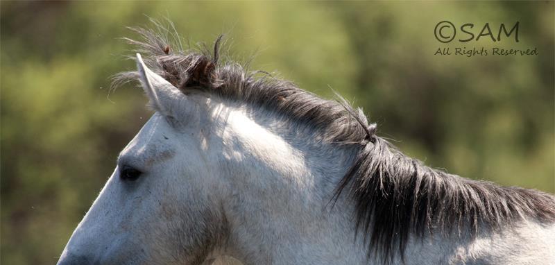 Champ-salt-river-wild-horse-stallion-by-becky-standridge
