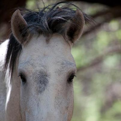 Champ-salt-river-wild-horse-stallion