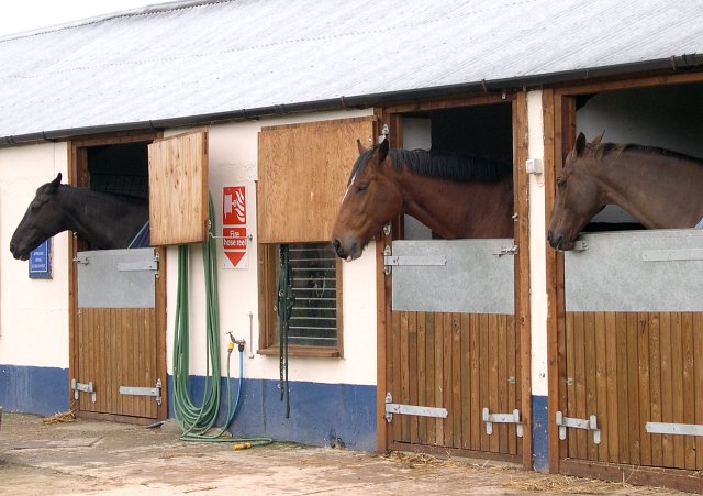 Stabled_Horses_-_geograph.org.uk_-_65188