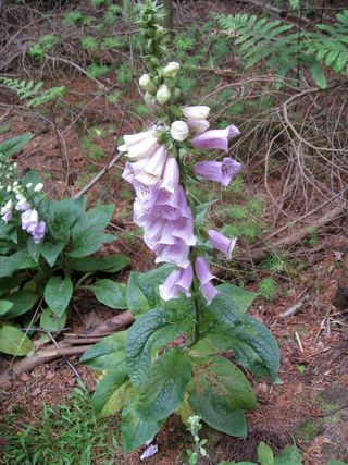 Foxglove-digitalis-purpurea-poisionous-to-equines