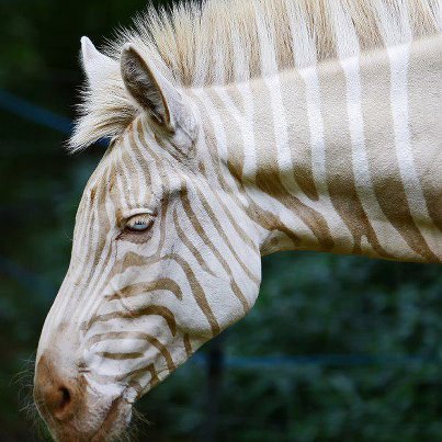 Zebra-with-gold-stripes-and-blue-eyes