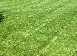 320px-StripedLawn