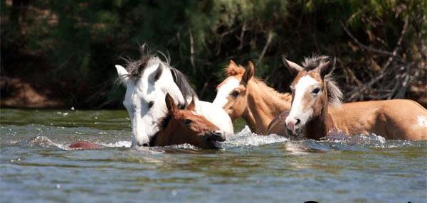 Champ-salt-river-wild-horse-stallion-rescues-filly-from-river