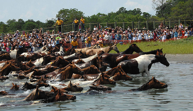 640px-Chincoteague_pony_swim_2007