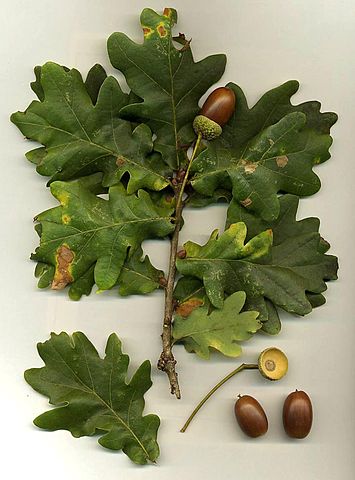 355px-Quercus_robur-oak-acorn