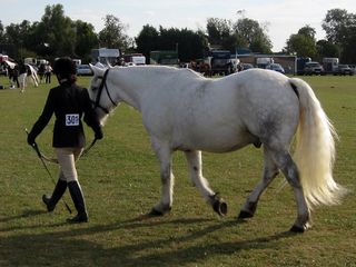 Colour-horse-dapple-grey