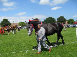 Colour-horse-steel-grey