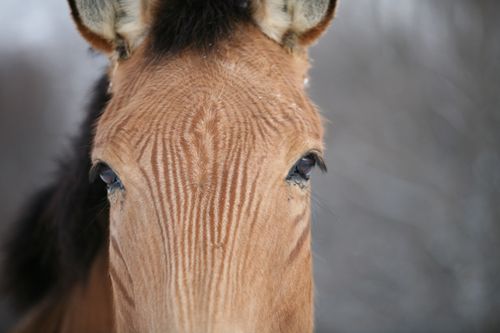 Zelda-the-zorse-head