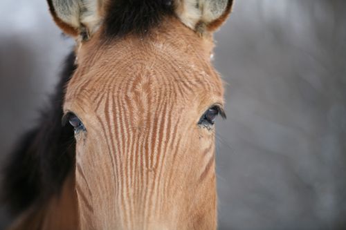 Zelda-the-zorse-head