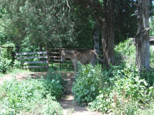 Rosebud-at-pasture