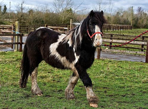 Charlie-pony-believed to have-been-slaughtered