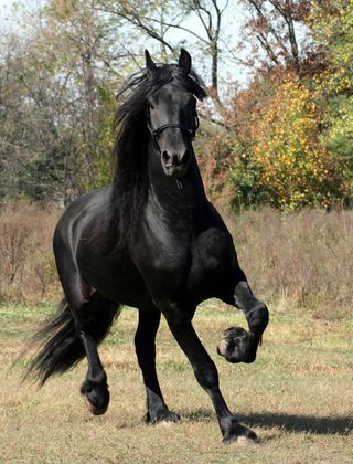 Colour-horse-black