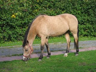 Horse-colour-dun