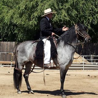 Horse-colour-blue-roan