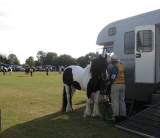 Horse-colour-piebald