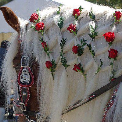 Plaits-roses-gypsy-vanner-appleby