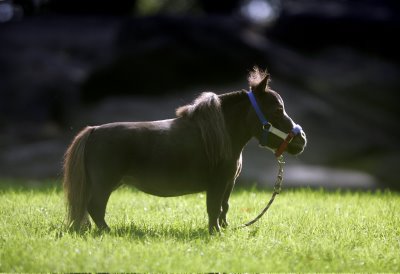 Thumbelina-worlds-smallest-horse