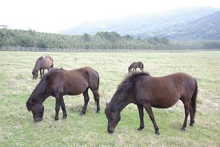 Colour-horse-brown