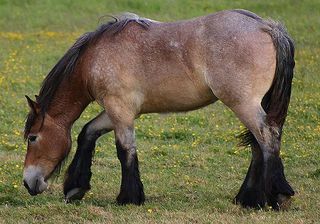 Horse-colour-strawberry-roan