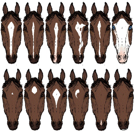 HorseFaceMarkings2