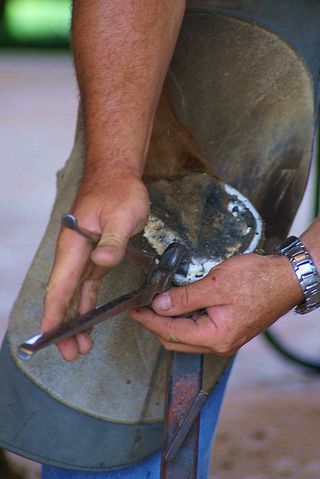 Equine-podiatrist-podiatry