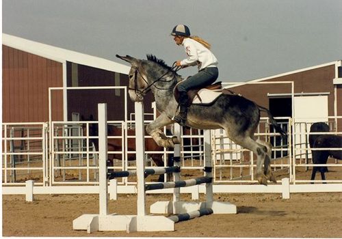 Donkey-show-jumping