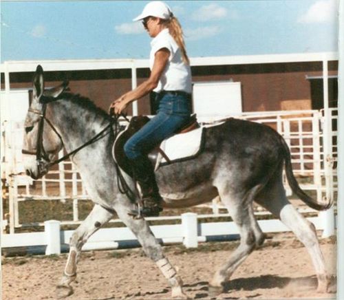 Dressage-donkey