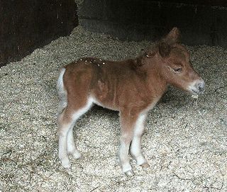 Day-old-shetland-pony-foal