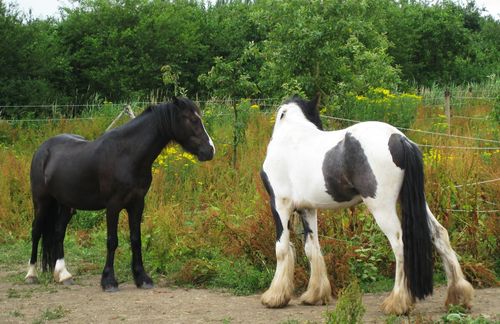 Ponies-at-the-gateway