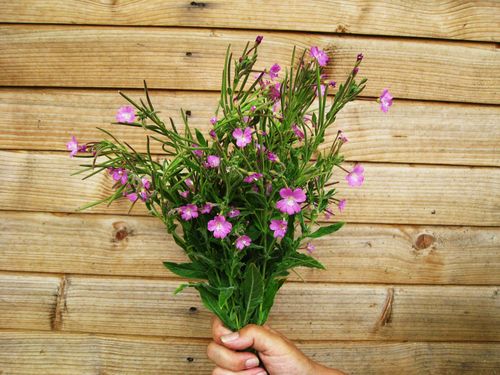 Willow-bay-herb