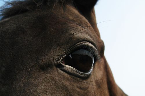 Horses-eye