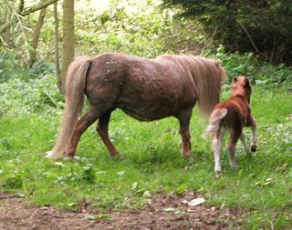 Day-old-shetland-pony-foal -and-dam