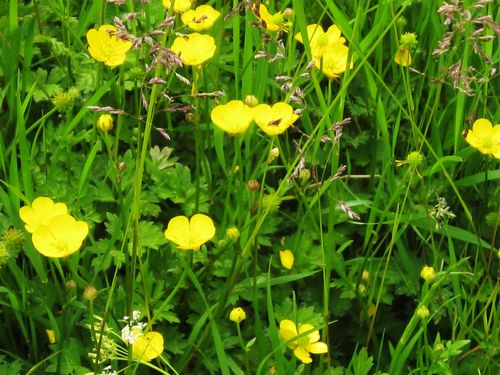 Buttercup-flowers-buttercups